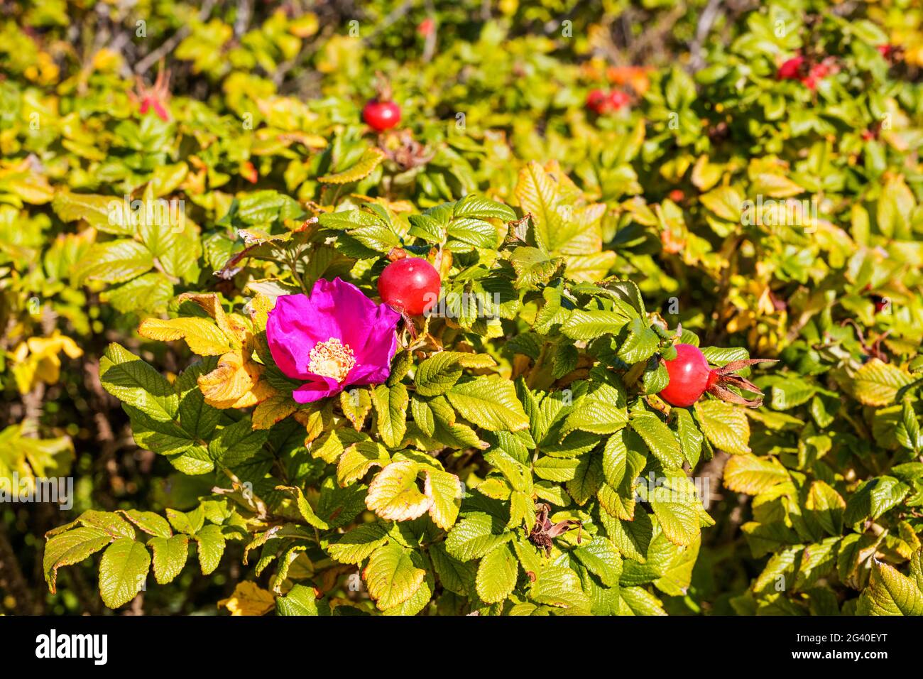 Kartoffelrose (Rosa rugosa) am Wegesrand, Hagebutte, Langeoog, Ostfriesland, Niedersachsen, Deutschland Stockfoto