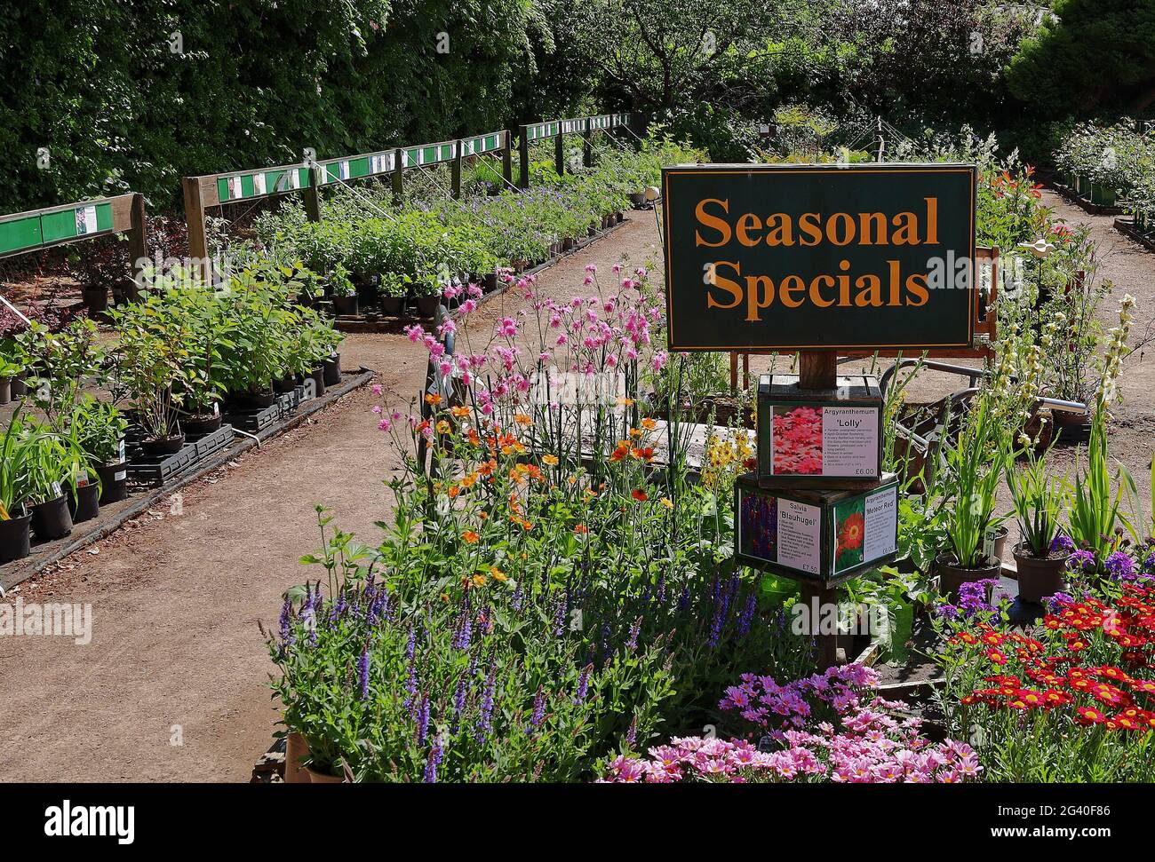 Saisonale Specials - farbenfrohe Sommerpflanzen im Sonderangebot im Gartencenter Stockfoto