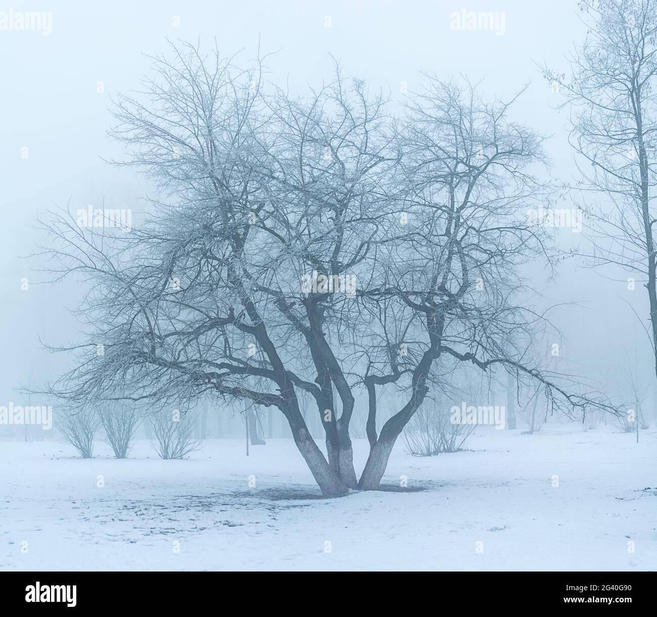 Wintermärchen Stockfoto