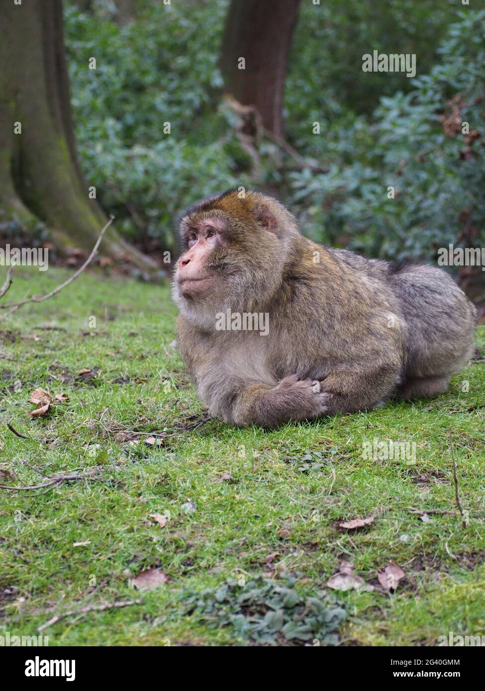 Barbary Makaken leben, wie sie in der Wildnis, liegen auf dem Gras beobachten die anderen Stockfoto