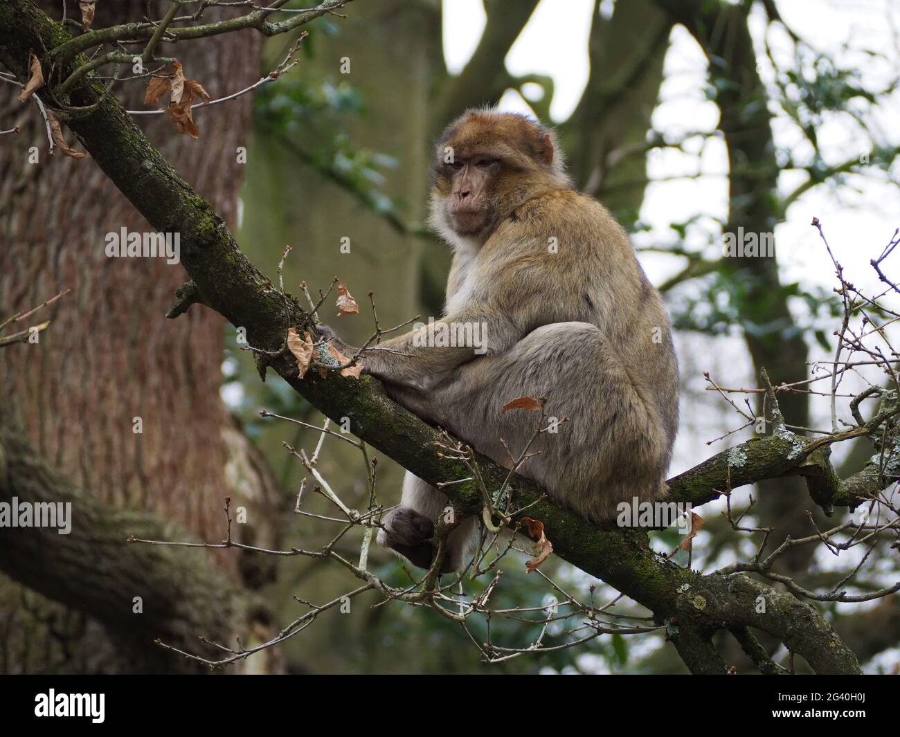Barbary Macaques leben wie in der Wildnis, sitzen auf einer Baumspitze und beobachten die Welt vorbei Stockfoto