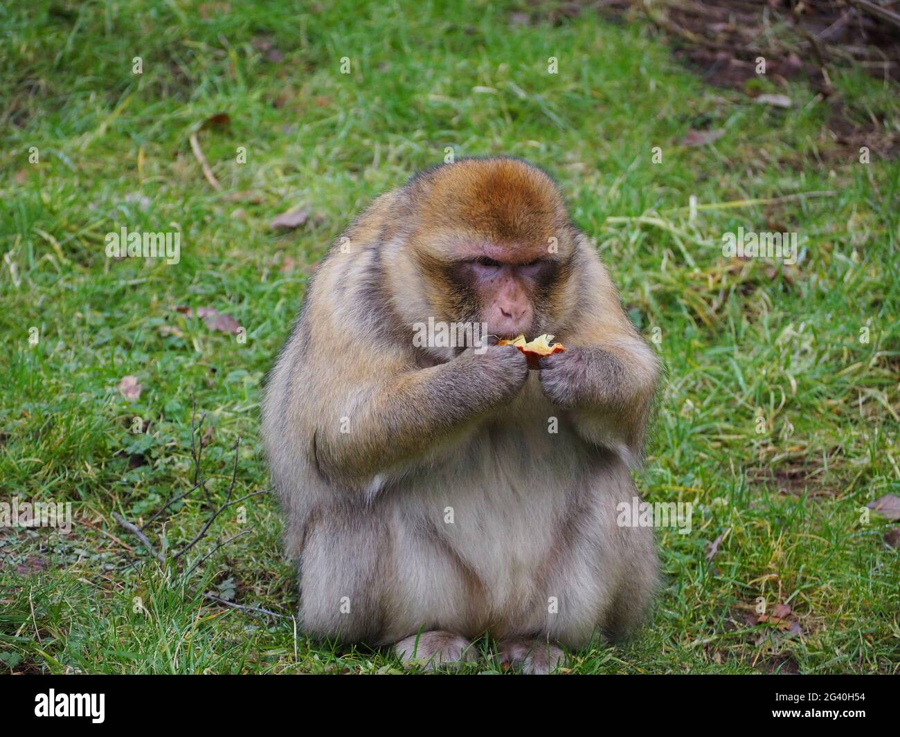 Barbary Macaques leben, wie sie in der Wildnis, essen einige Früchte Stockfoto