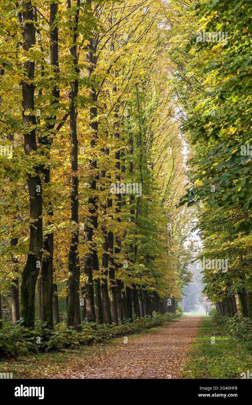 Allee der Ulmen im Parco di Monza Italien im Herbst Stockfoto