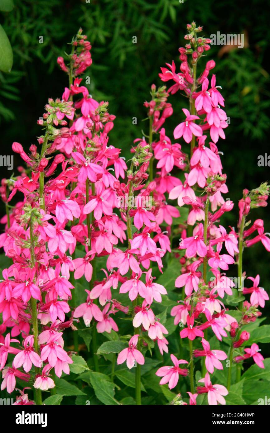 Rosa Blüte in den Butchart Gardens Lobelia Stockfoto