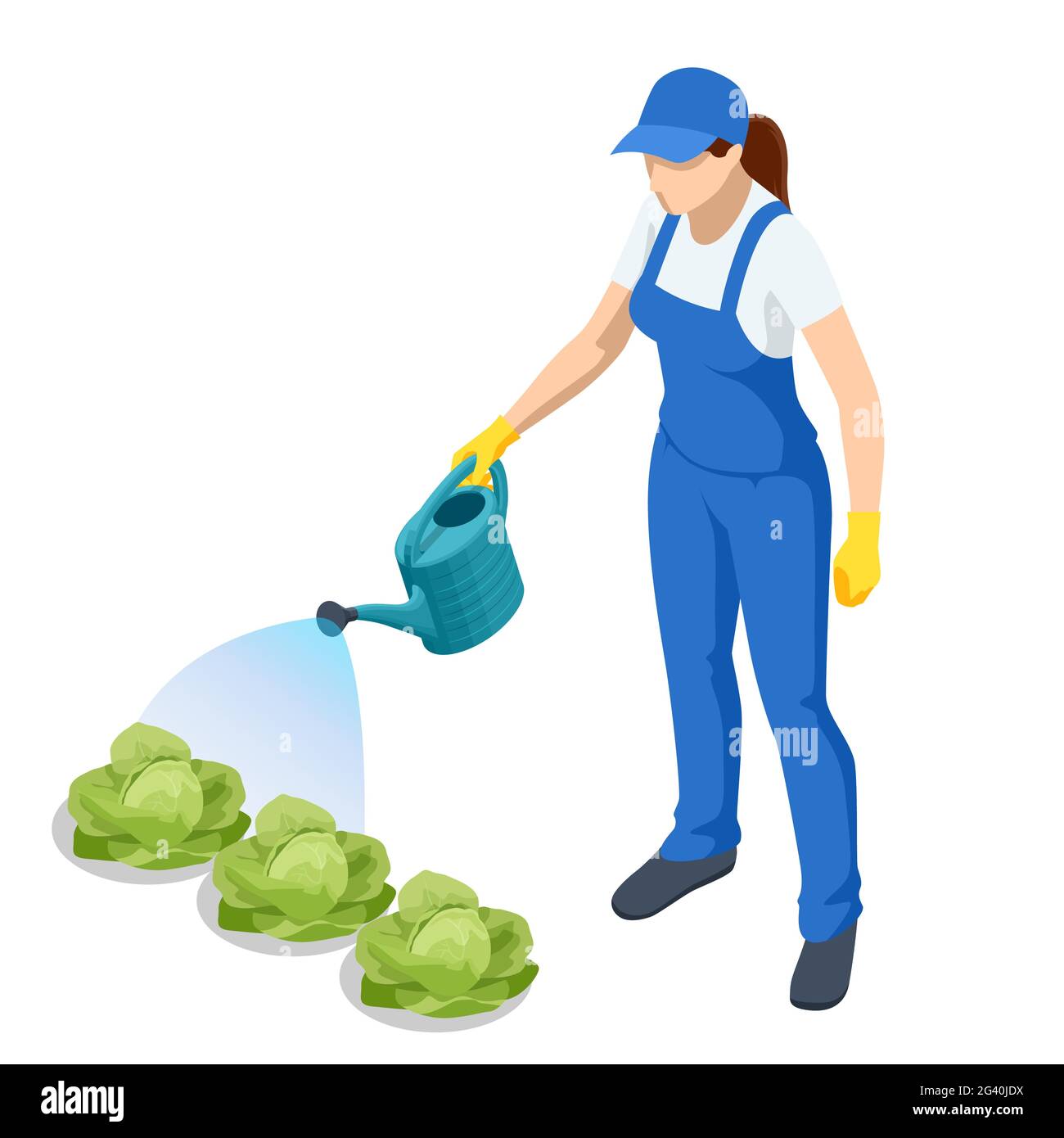 Landwirtschaftliche Arbeit. Isometrischer Bauer Bewässerung Kohl Pflanzen. Frau, die Kohlgarten mit Wasserkanne wässert. Landwirtschaftliche Tätigkeit des Landwirts. Arbeiten Sie im Stock Vektor