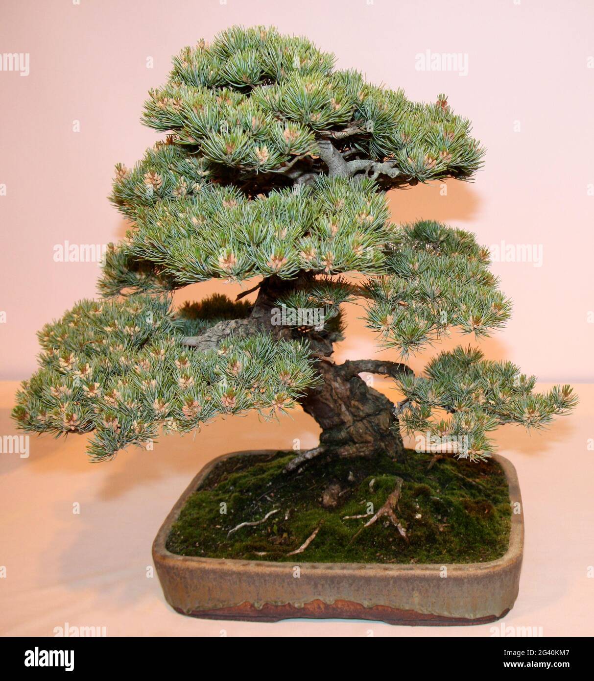 japanische Weymouths-Kiefer Bonsai-Baum isoliert Stockfotografie - Alamy