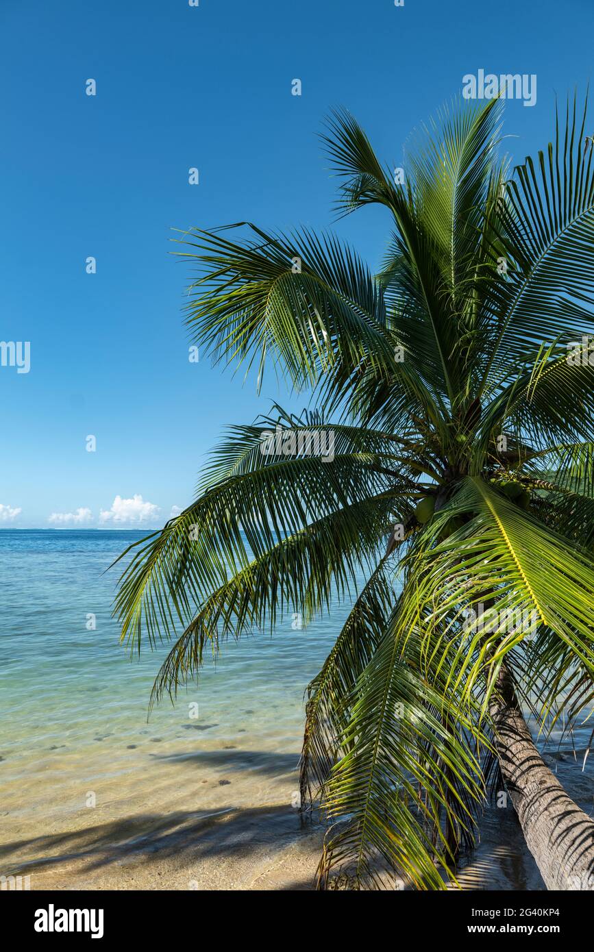 Die Kokosnusspalme lehnt sich in der Moorea Lagune, in Moorea, den Windward Inseln, Französisch-Polynesien und im Südpazifik über das Wasser Stockfoto
