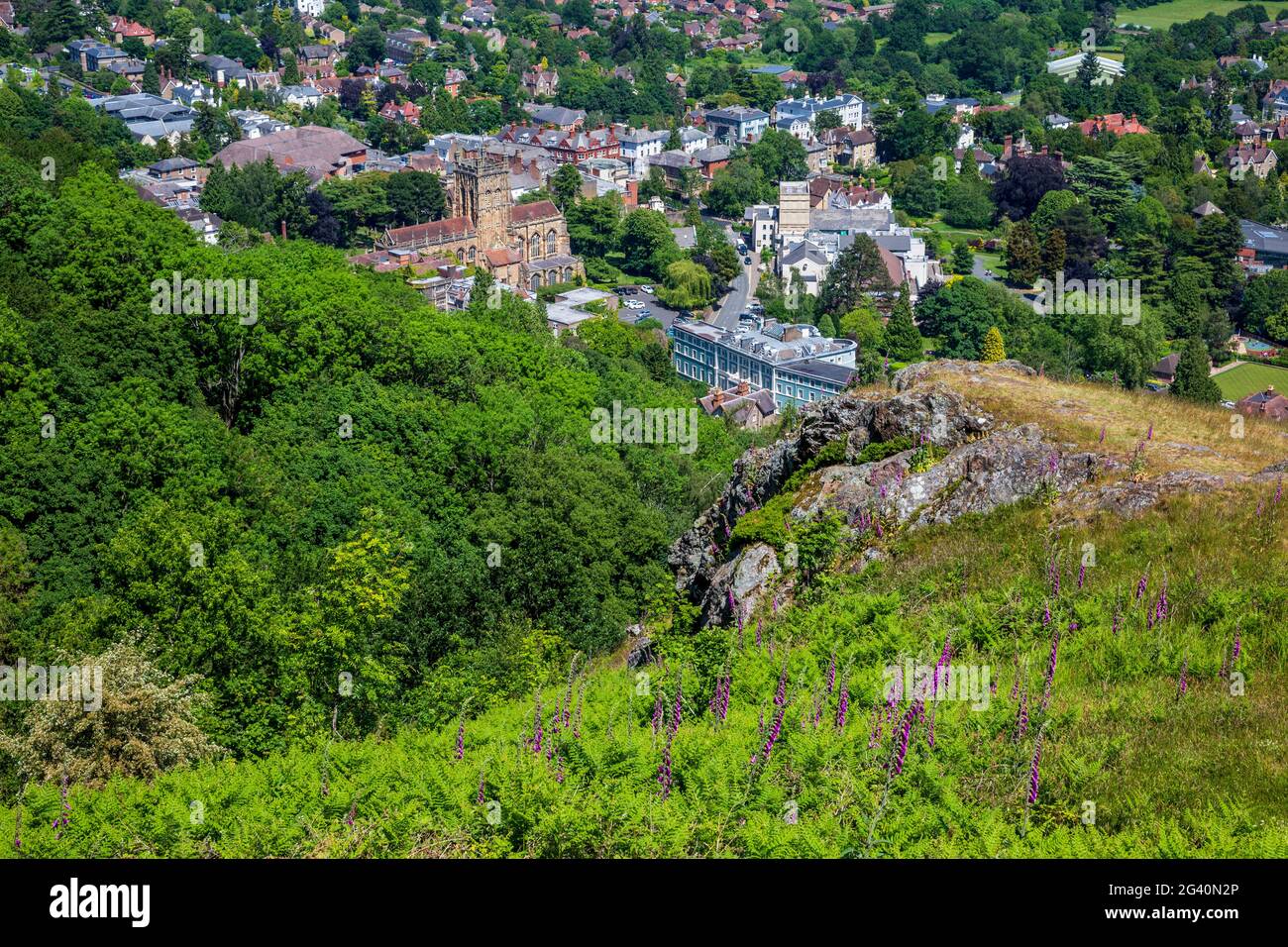 Auf den Malvern Hills wachsen Fuchshandschuhe mit Malvern Priory und Great Malvern im Hintergrund, Worcestershire, England Stockfoto