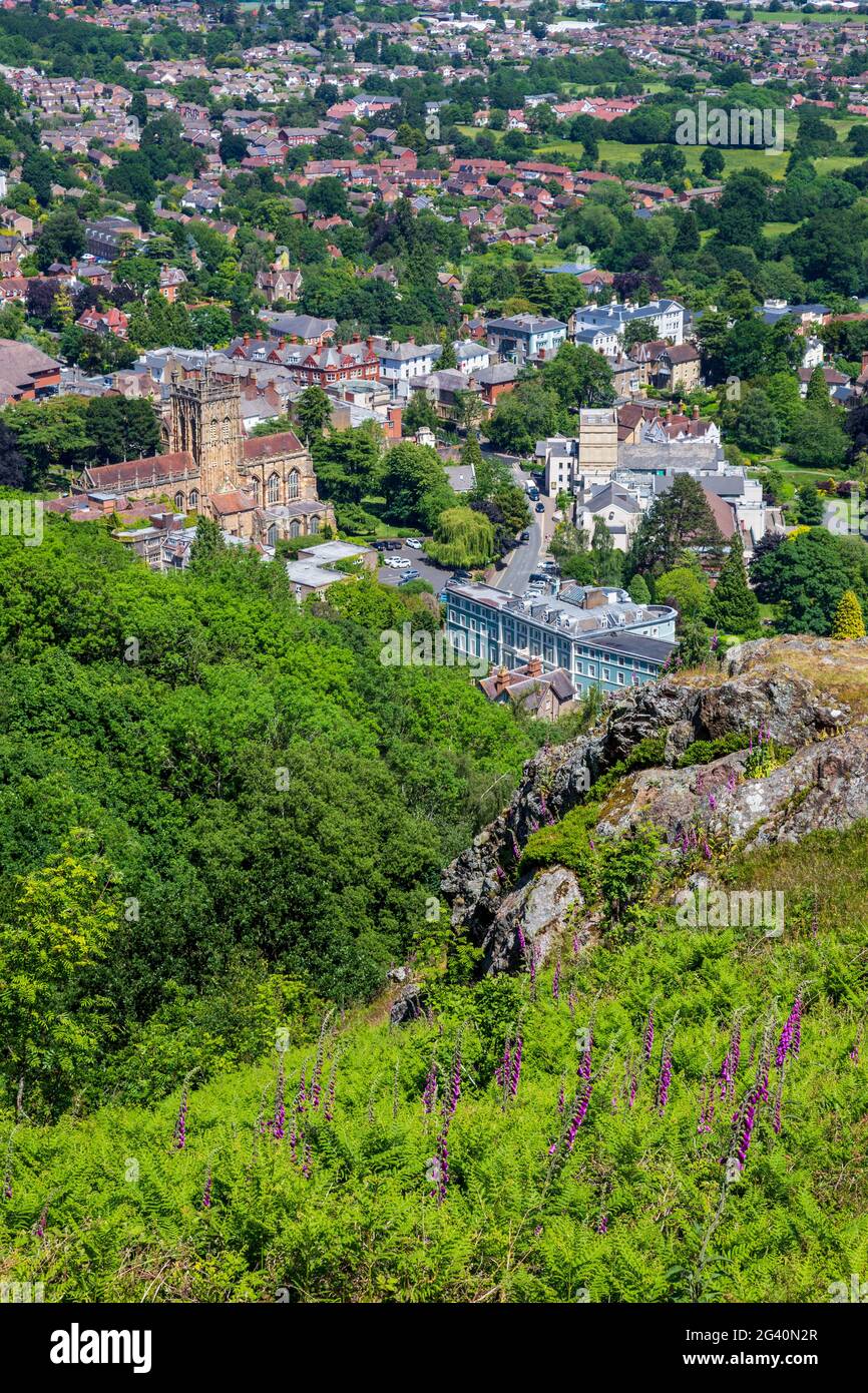 Auf den Malvern Hills wachsen Fuchshandschuhe mit Malvern Priory und Great Malvern im Hintergrund, Worcestershire, England Stockfoto