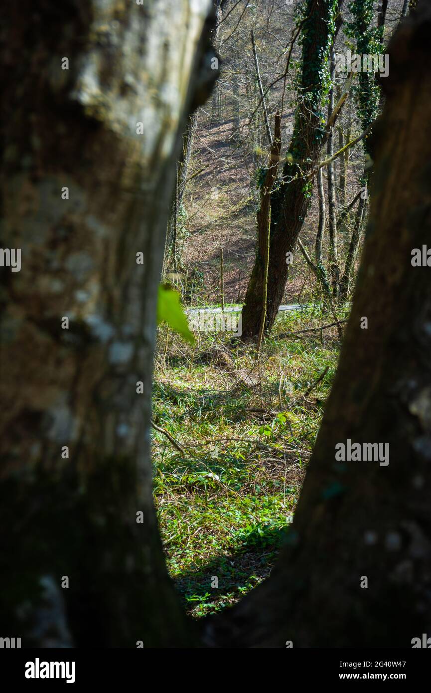 Ein Passagefoto zwischen zwei nahe gelegenen Bäumen in der Natur umrahmte einen Blick mit ihnen und einen kleinen Pfad in der Ferne. Stockfoto