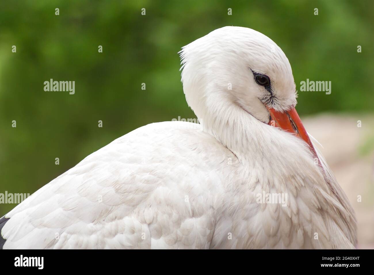 Europäischer Weißstorch oder Ciconia ciconia. Ein schöner Vogel, der sich ausruht, Nahaufnahme von Augen und Schnabel, verschwommener grüner Hintergrund Stockfoto