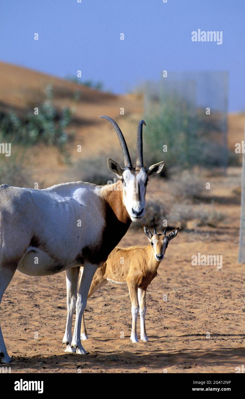 DUBAI (VEREINIGTE ARABISCHE EMIRATE) AL MAHA HOTEL, LUXUS-CAMP IN DER WÜSTE. WIEDERANSIEDLUNG VON TIEREN (ORYX) Stockfoto