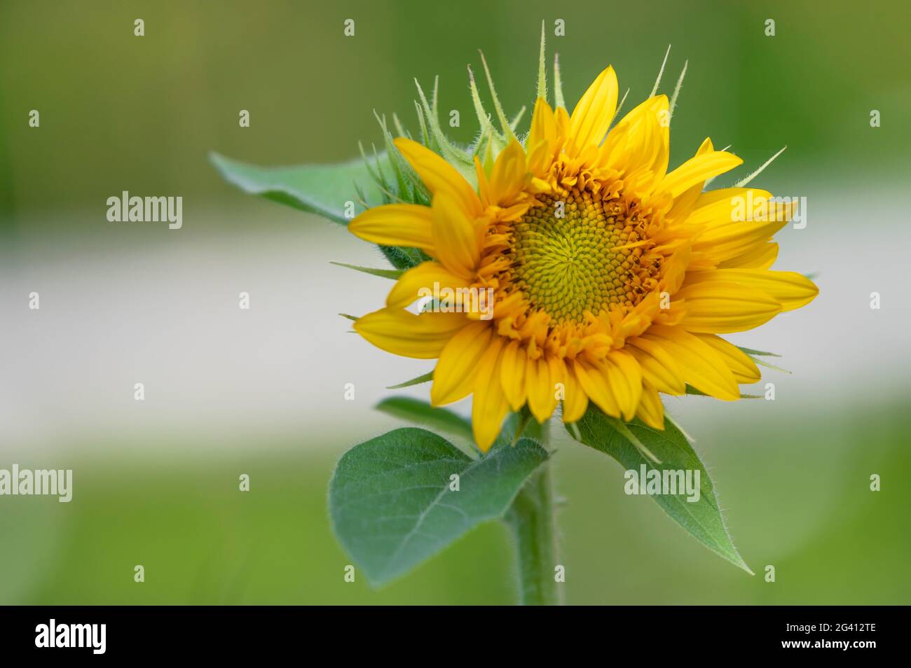 Sonnenblume natürlichen Hintergrund, Sonnenblume blüht Stockfoto