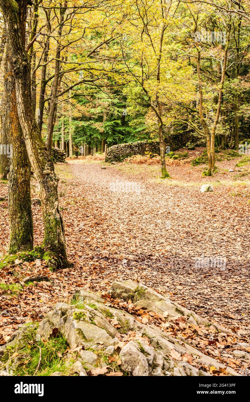 Herbstansicht von Torver Common Wood im englischen Lake District. Stockfoto