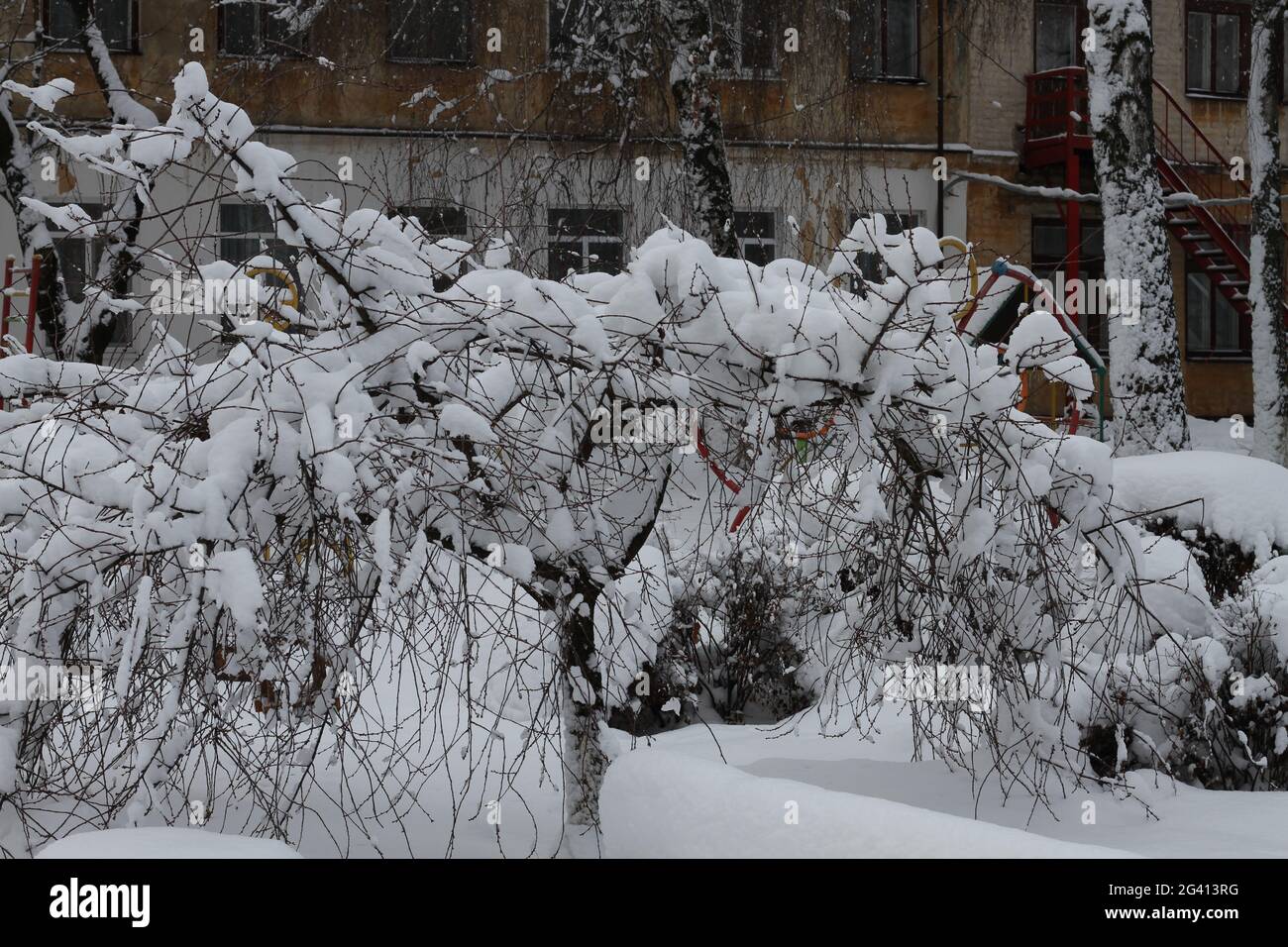 Ein sehr großer Baum, der mit Schnee bedeckt ist Stockfoto