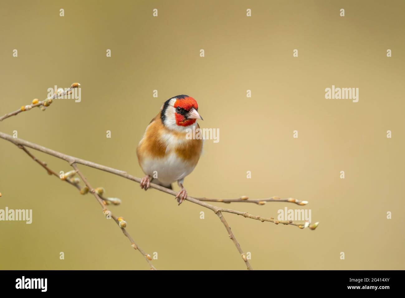 Goldfinch thronte im Frühjahr in Schottland auf einem Ast, aus der Nähe eines Waldes Stockfoto