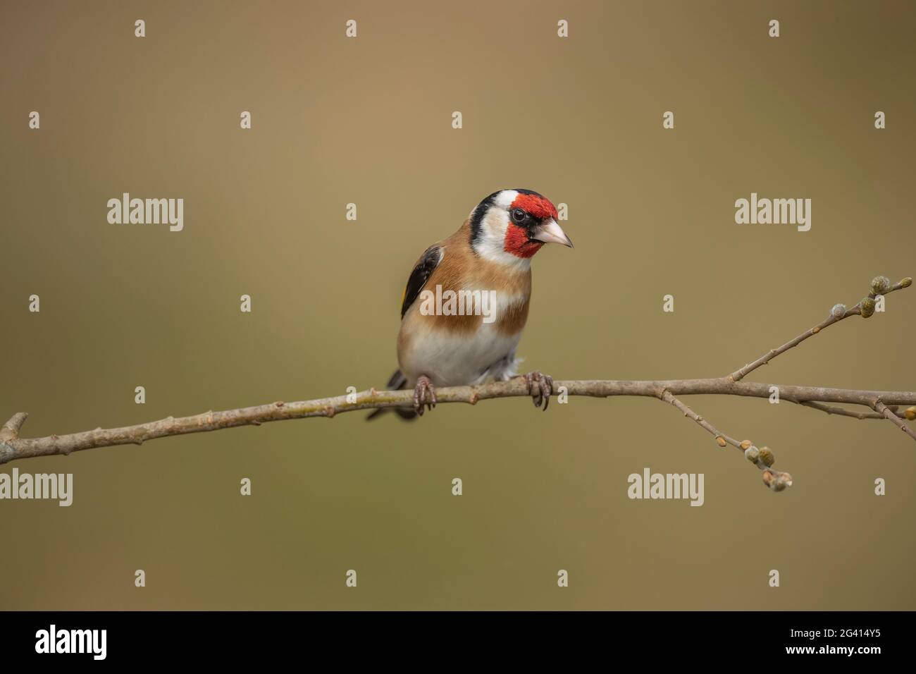 Goldfinch thronte im Frühjahr in Schottland auf einem Ast, aus der Nähe eines Waldes Stockfoto