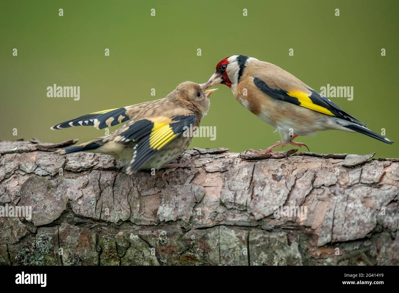 Goldfinch füttert ein Baby auf einem Baumstamm, aus der Nähe in einem Wald, in Schottland im Frühjahr Stockfoto