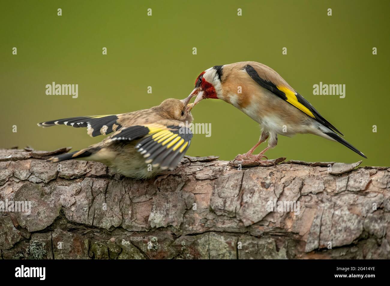 Goldfinch füttert ein Baby auf einem Baumstamm, aus der Nähe in einem Wald, in Schottland im Frühjahr Stockfoto