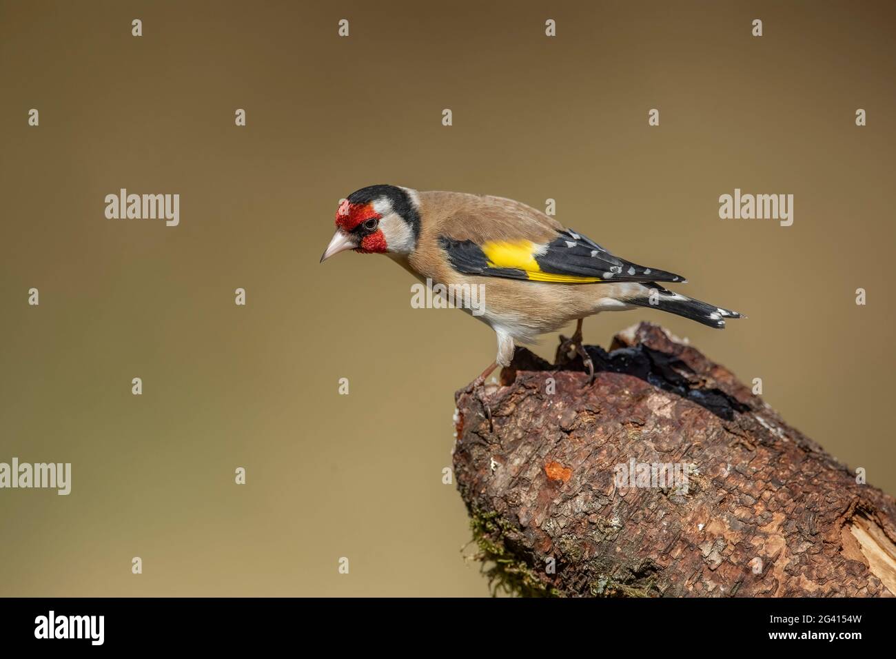 Goldfink auf einem Baumstamm, aus der Nähe in einem Wald, im Frühjahr in Schottland Stockfoto