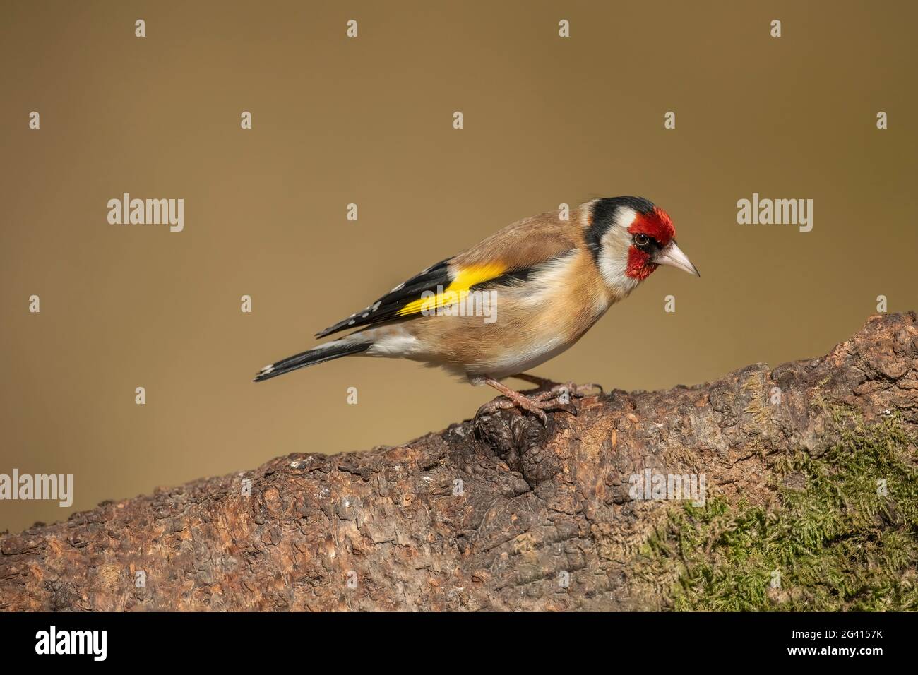 Goldfink auf einem Baumstamm, aus der Nähe in einem Wald, im Frühjahr in Schottland Stockfoto
