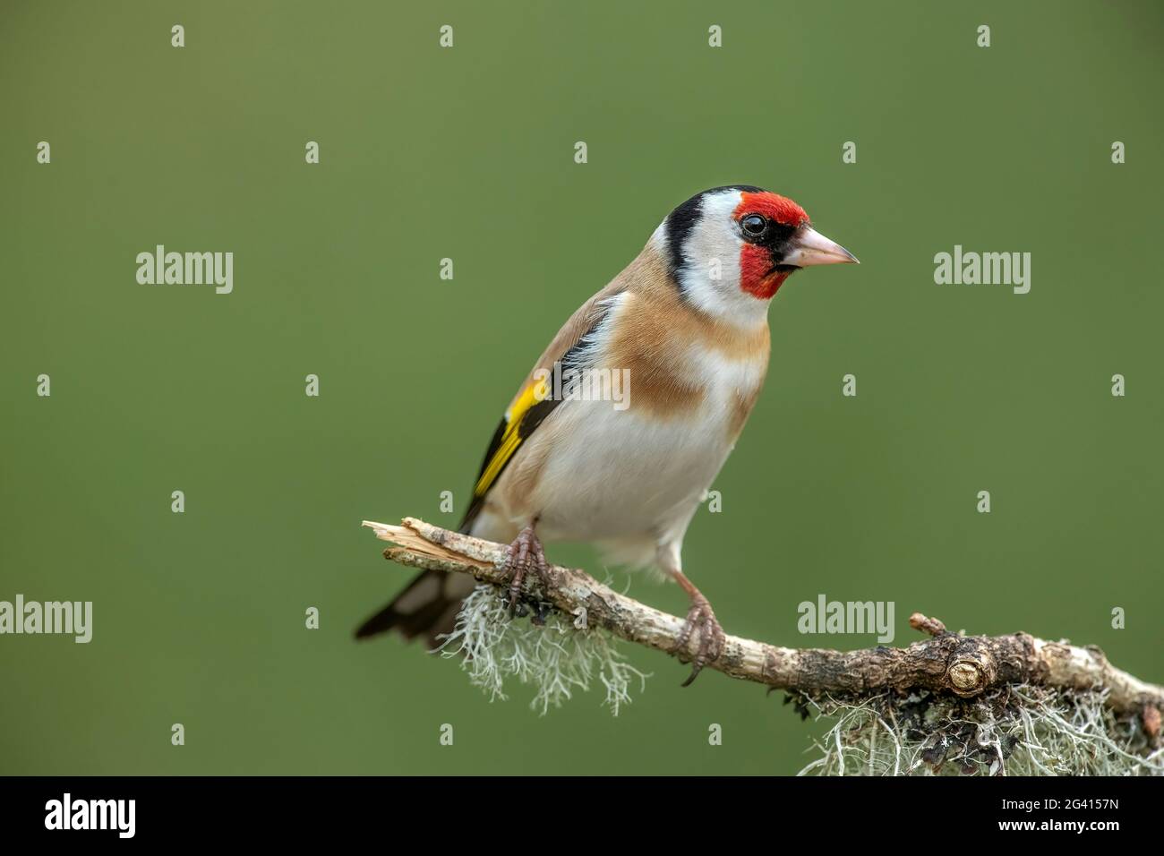 Goldfinch thronte im Frühjahr in Schottland auf einem Ast, aus der Nähe eines Waldes Stockfoto