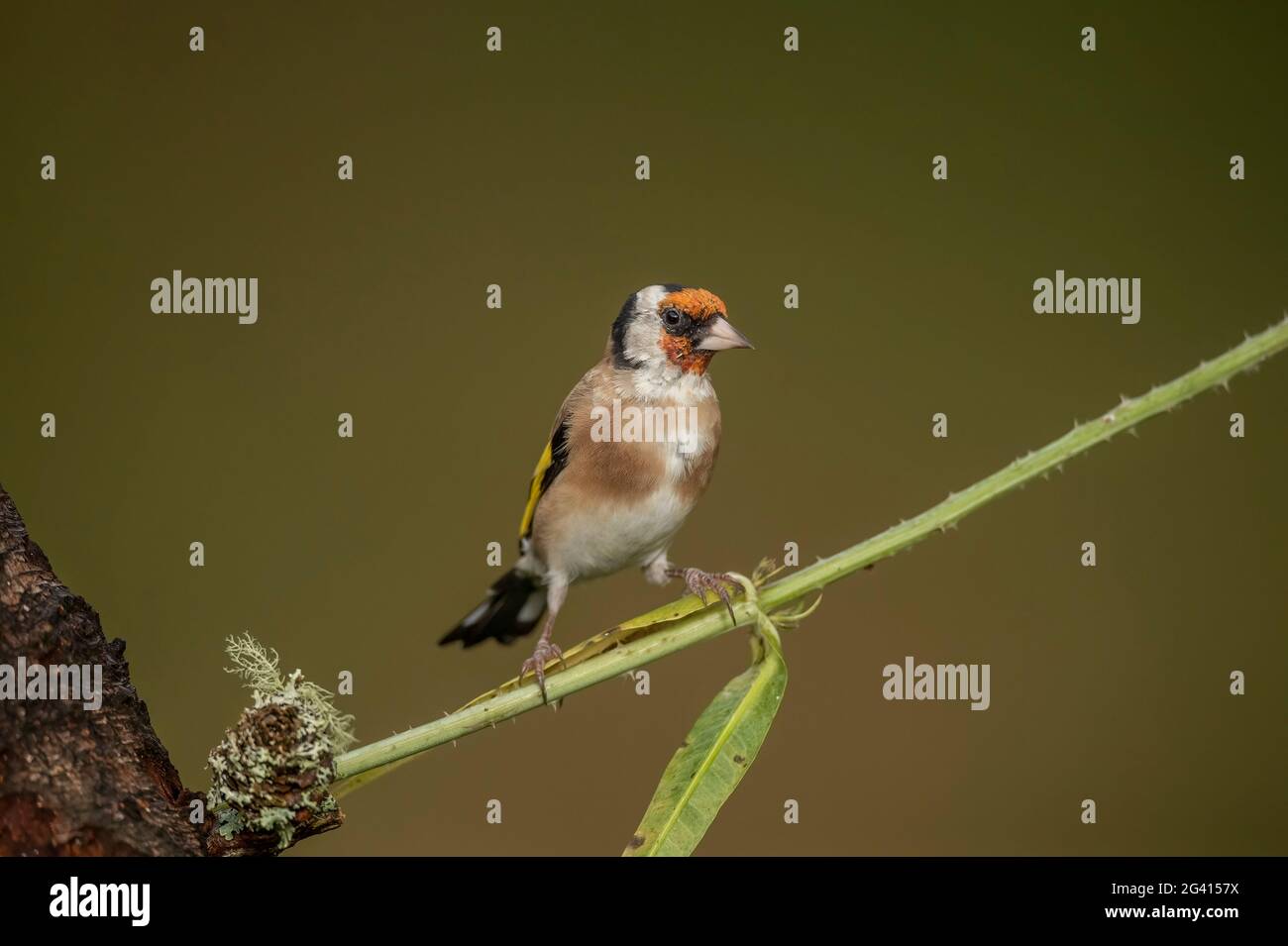 Goldfinch thronte im Frühjahr auf einem Ast, in einem Wald, in Schottland Stockfoto