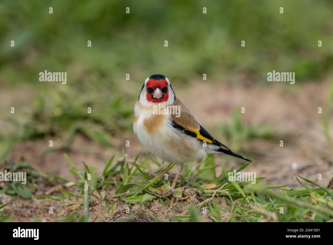 Goldfinch, auf dem Gras gelegen, in einem Wald aus der Nähe, im Sommer in Schottland Stockfoto
