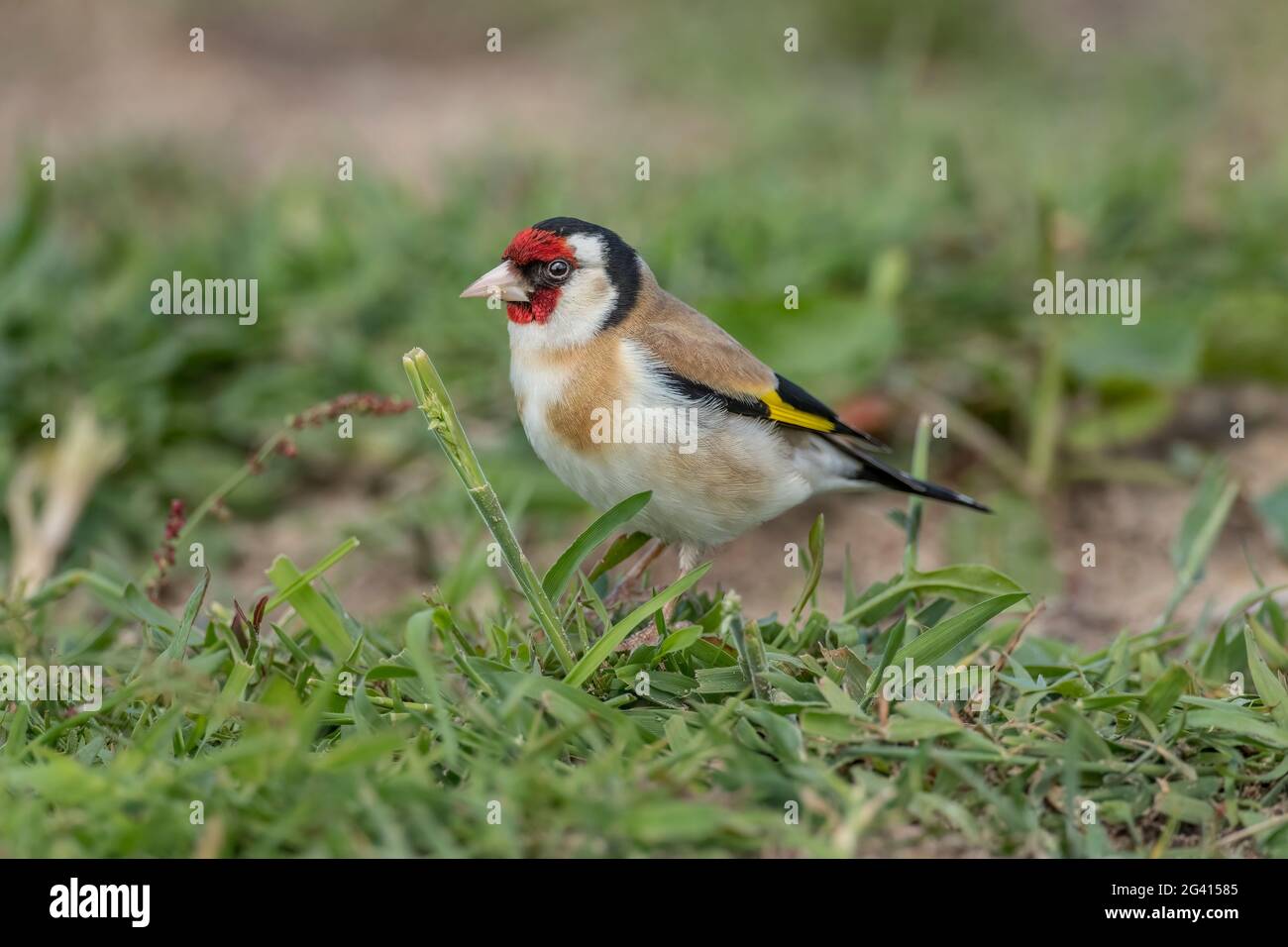 Goldfinch, auf dem Gras gelegen, in einem Wald aus der Nähe, im Sommer in Schottland Stockfoto