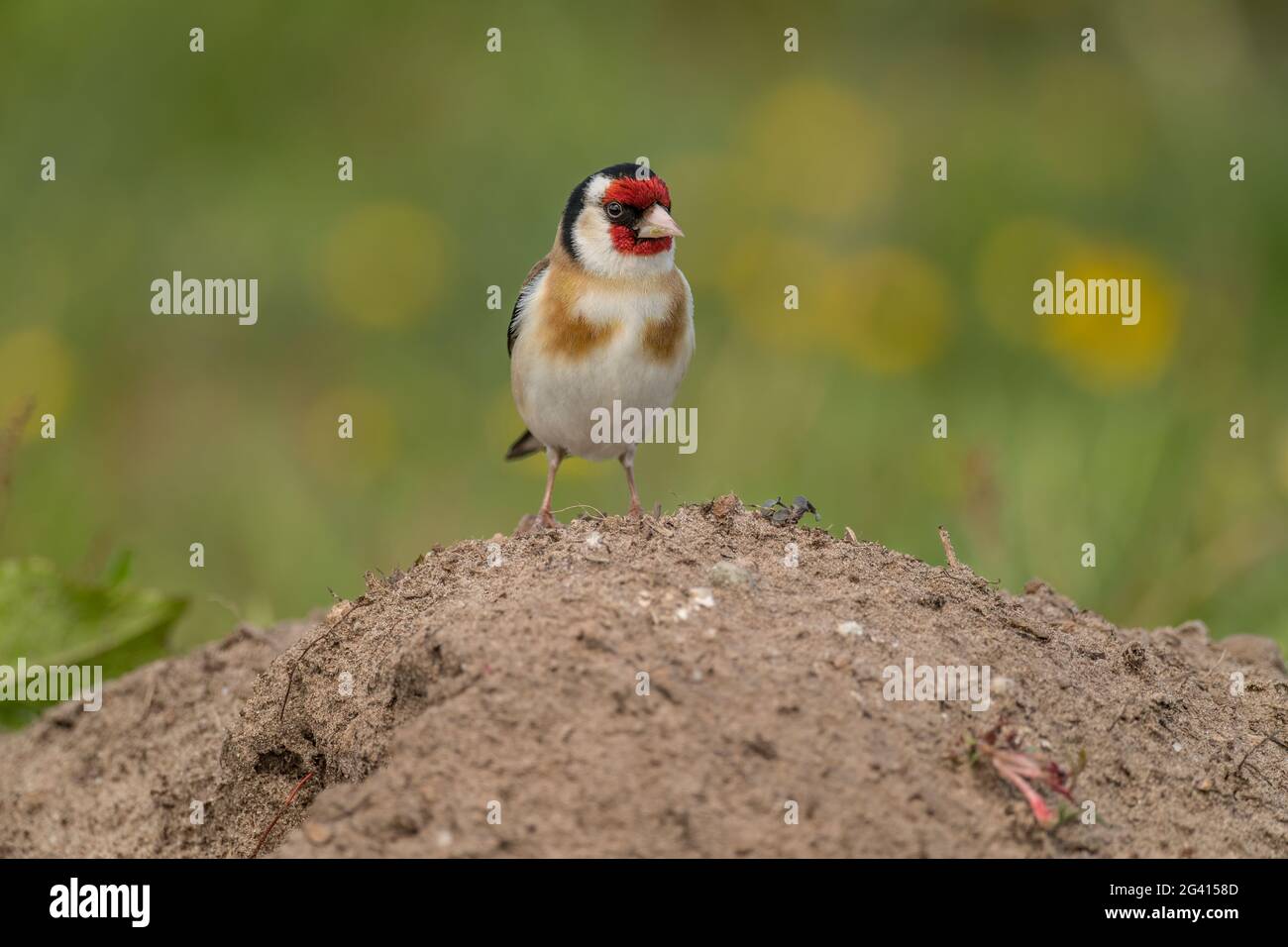 Goldfinch, der auf einem Sandhaufen thront, befindet sich im Sommer in Schottland Stockfoto