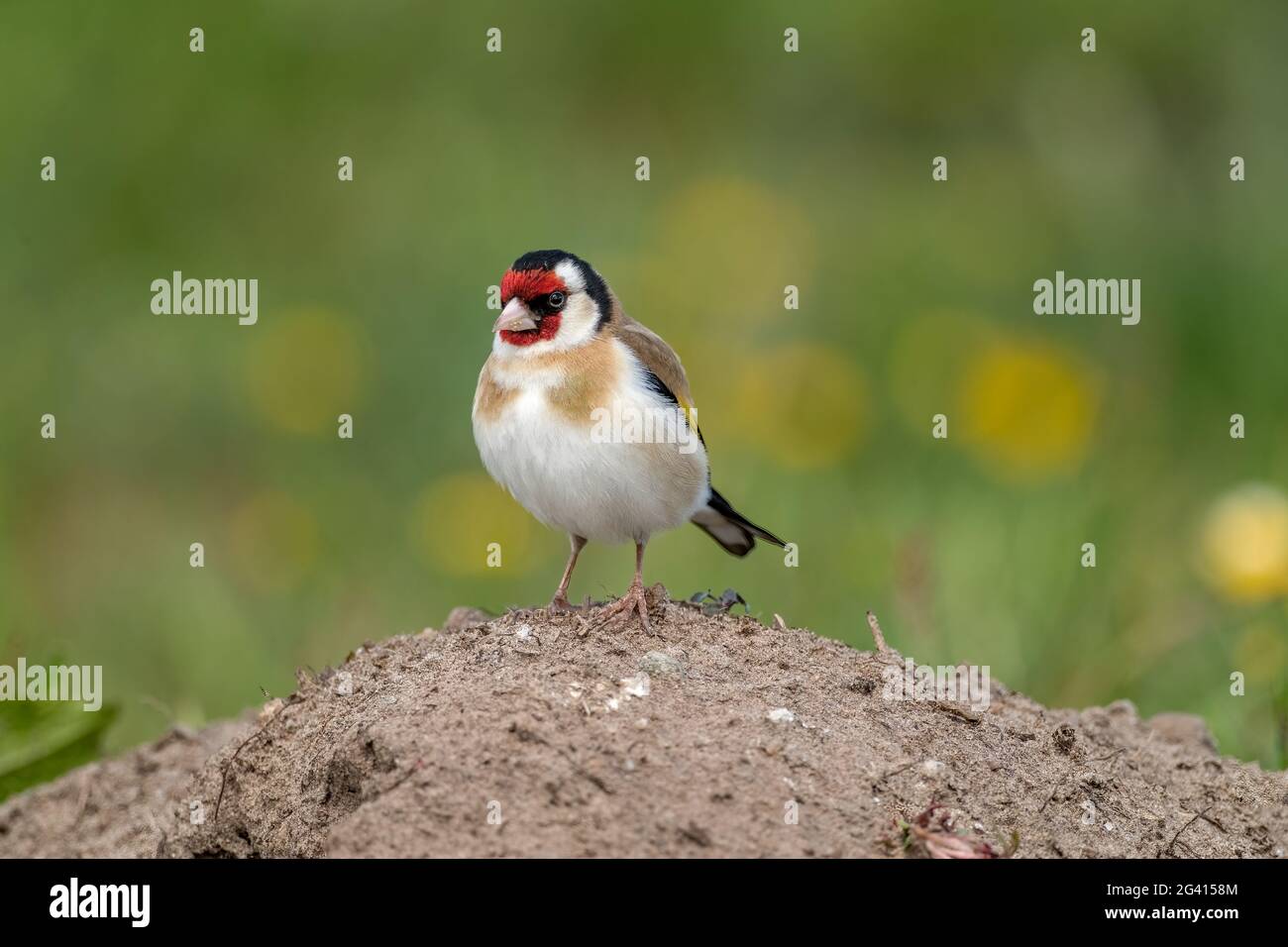 Goldfinch, der auf einem Sandhaufen thront, befindet sich im Sommer in Schottland Stockfoto