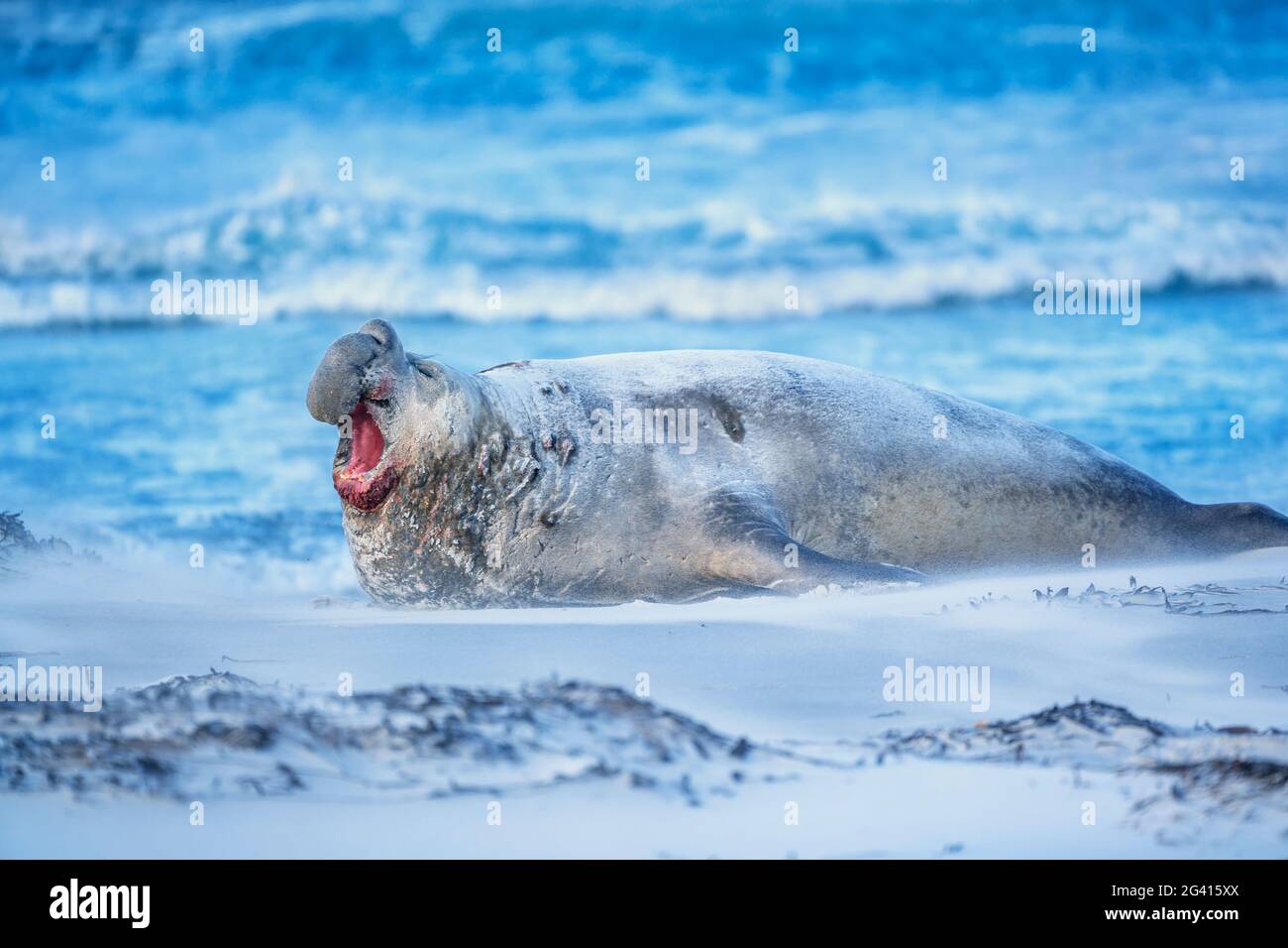 Südliche Elefantenrobbe (Mirounga leonina) brüllendes Männchen, Seelöweninsel, Falklandinseln, Südamerika Stockfoto