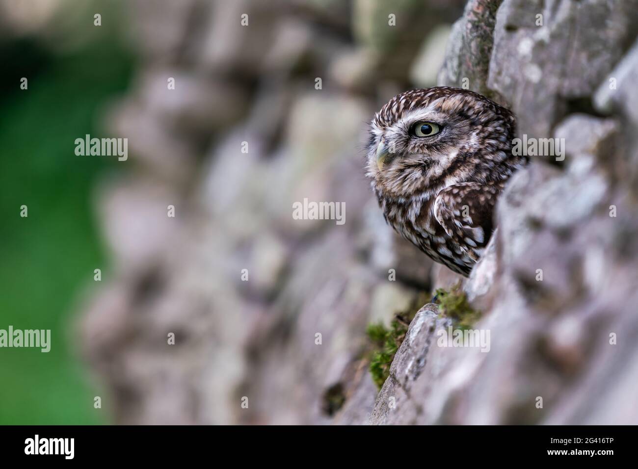 Kleine Eule (Athene noctua), auch bekannt als Eule der Athene in der Mulde einer Steinmauer Stockfoto