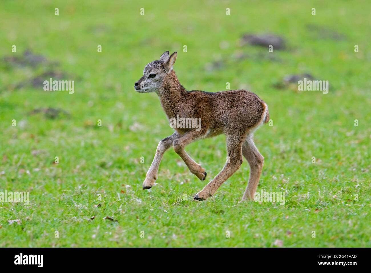 Europäisches Mufflon (Ovis gmelini musimon / Ovis ammon / Ovis orientalis musimon) Lamm, das im Frühjahr im Grasland läuft Stockfoto