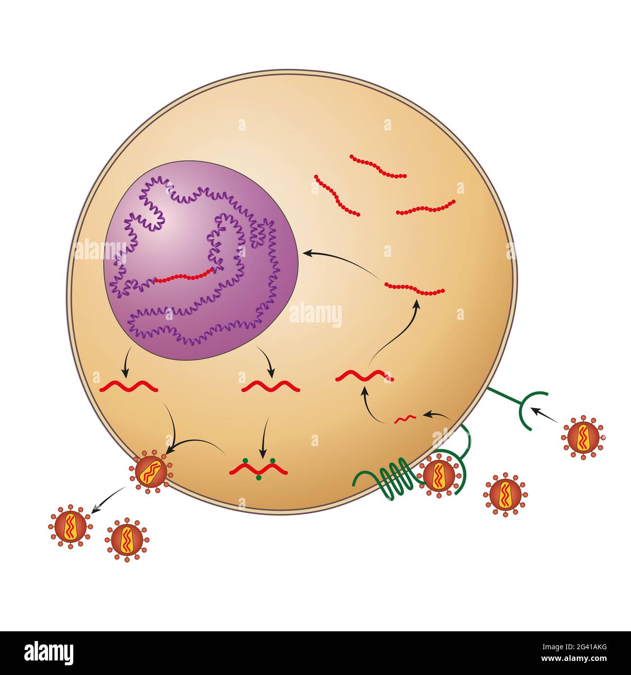HIV-Replikationszyklus, der beginnt, wenn HIV mit der Oberfläche der Wirtszelle verschmilzt Stockfoto