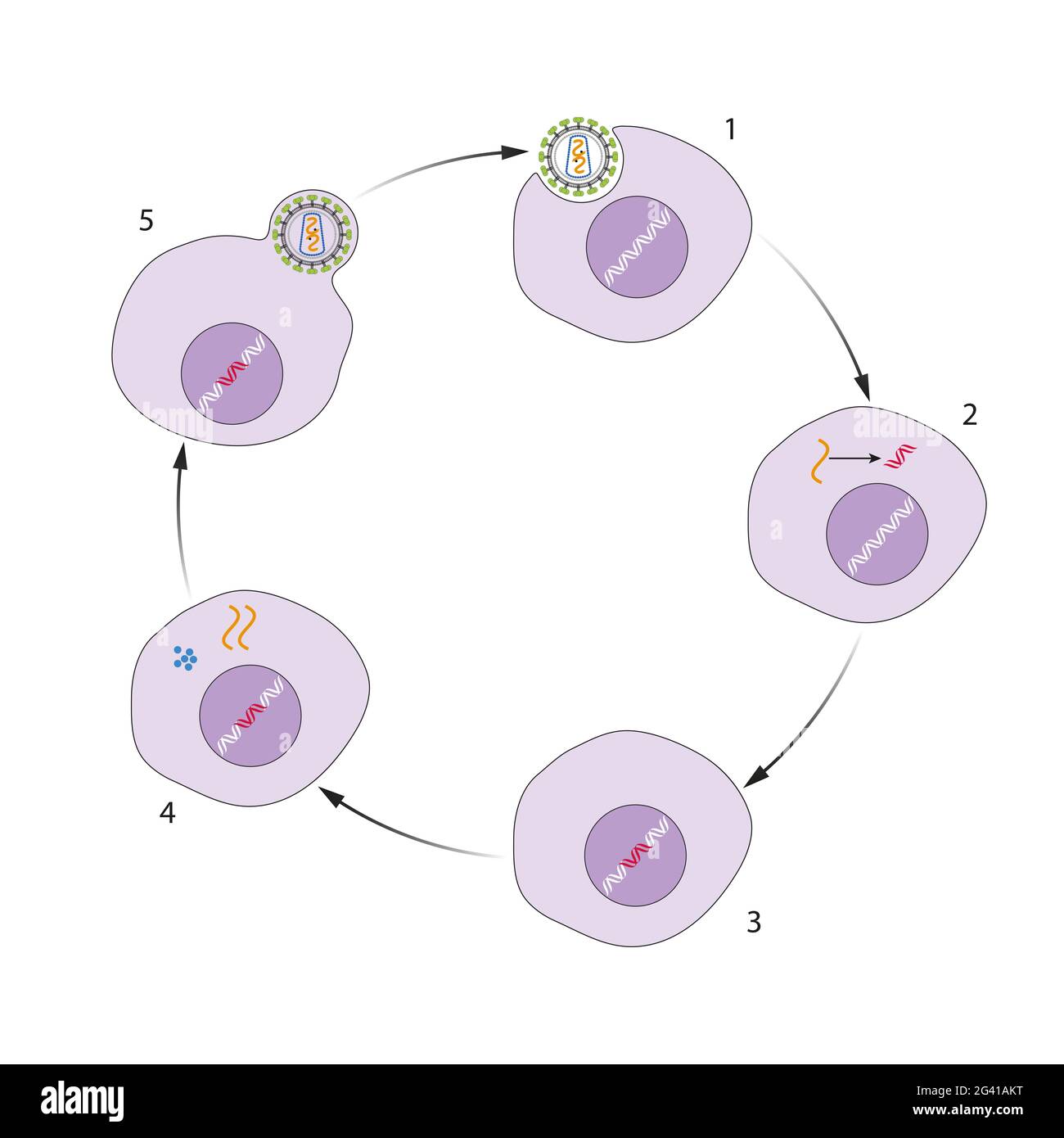 Die Reihe von Schritten, die HIV folgt, um sich im Körper zu vermehren Stockfoto