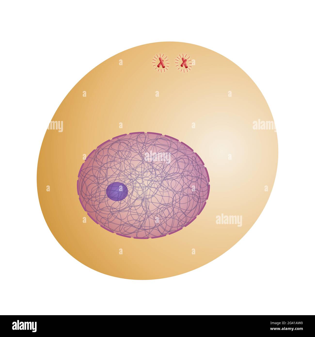 Interphase. Die Chromosomen duplizieren sich vor der Meiose. Stockfoto