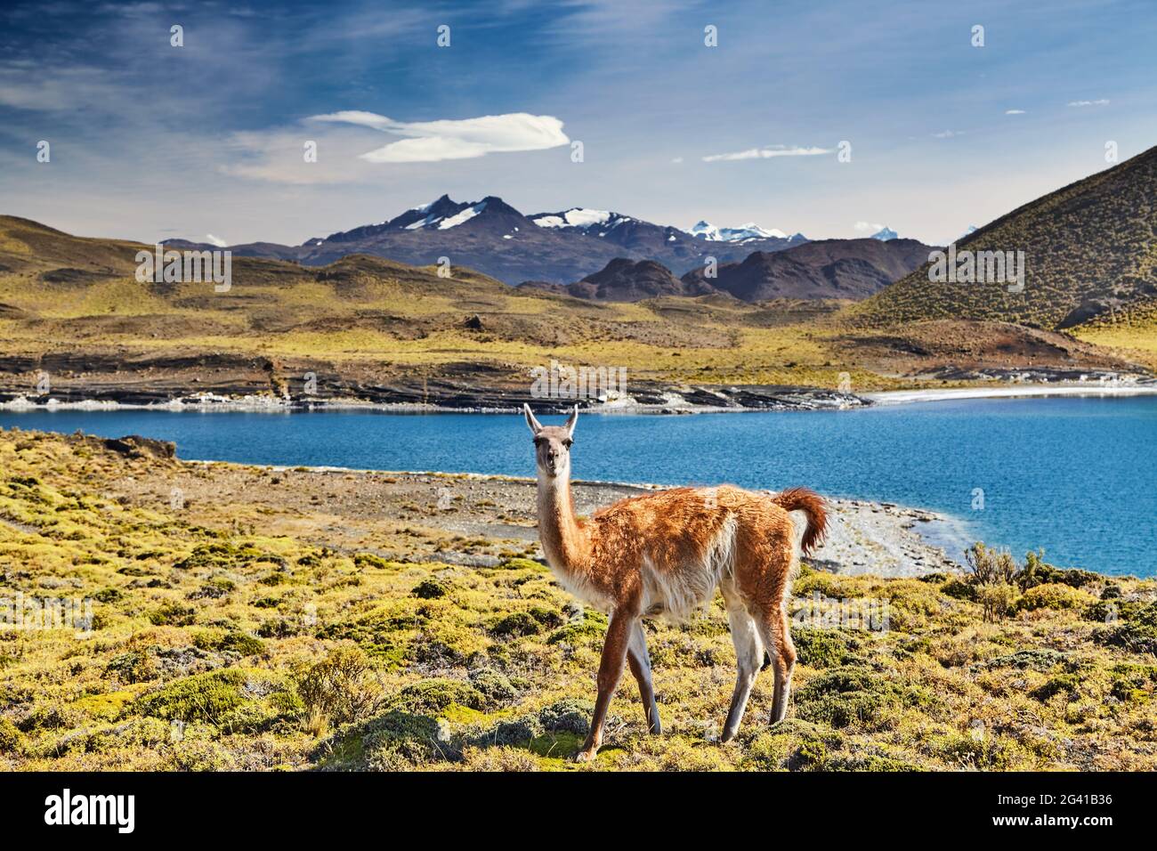 Guanako im Torres del Paine Nationalpark, Patagonien, Chile Stockfoto