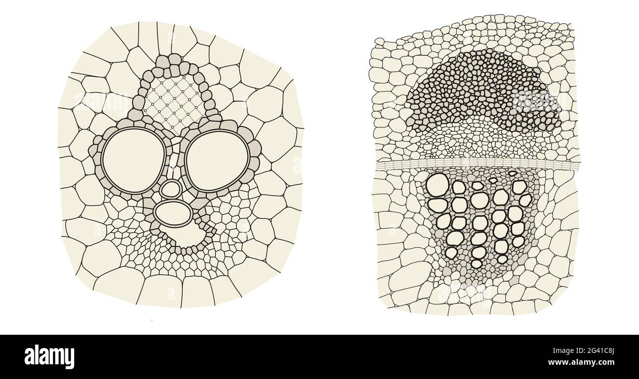 Vergleich von Pflanzengefäßbündeln von Monocot (links) und Dicot (rechts) Stockfoto