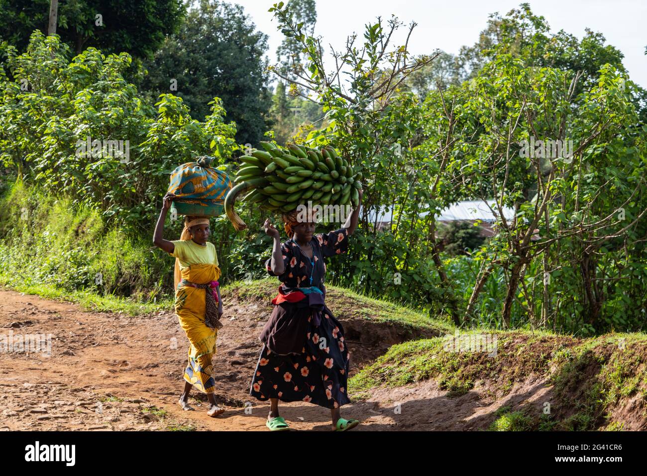 Zwei Frauen, die Korb und schweren Bananenbaum auf ihren Köpfen tragen, in der Nähe von Gisakura, Westprovinz, Ruanda, Afrika Stockfoto