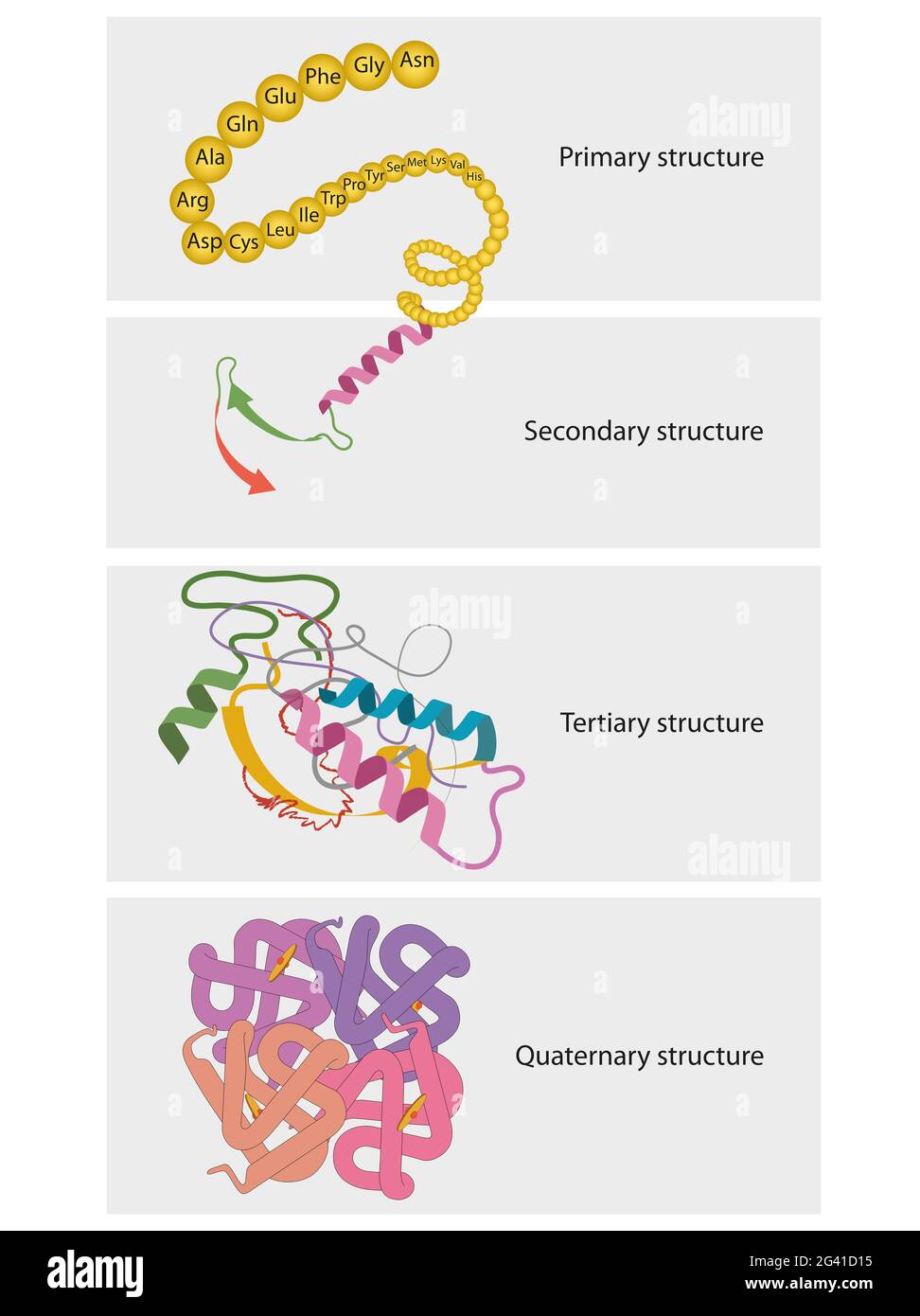 Arten der Proteinstruktur. Proteine sind biologische Polymere, die aus Aminosäuren bestehen Stockfoto