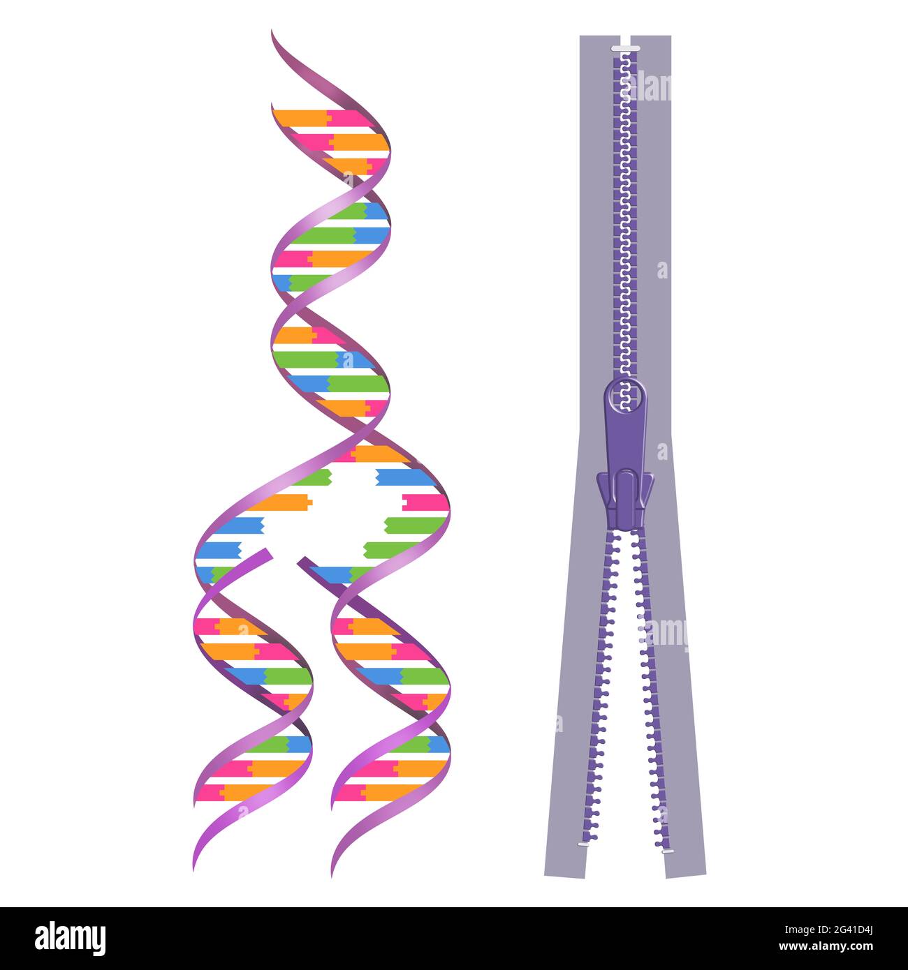 Mechanismus der DNA-Replikation. Replikationsmodell mit Reißverschluss Stockfoto