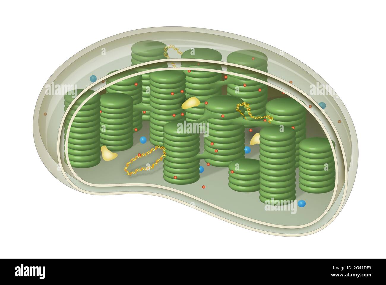 Chloroplast, Struktur in den Zellen von Pflanzen und Grünalgen Stockfoto