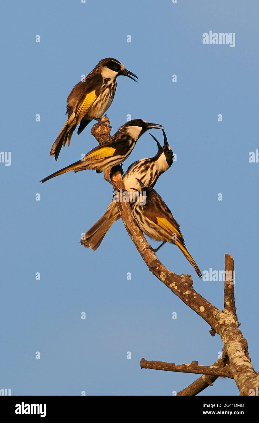 Wabenwabenfresser (Phylidonyris niger niger) vier thronten auf einem toten Baum, der New South Wales, Australien, zankte Januar Stockfoto
