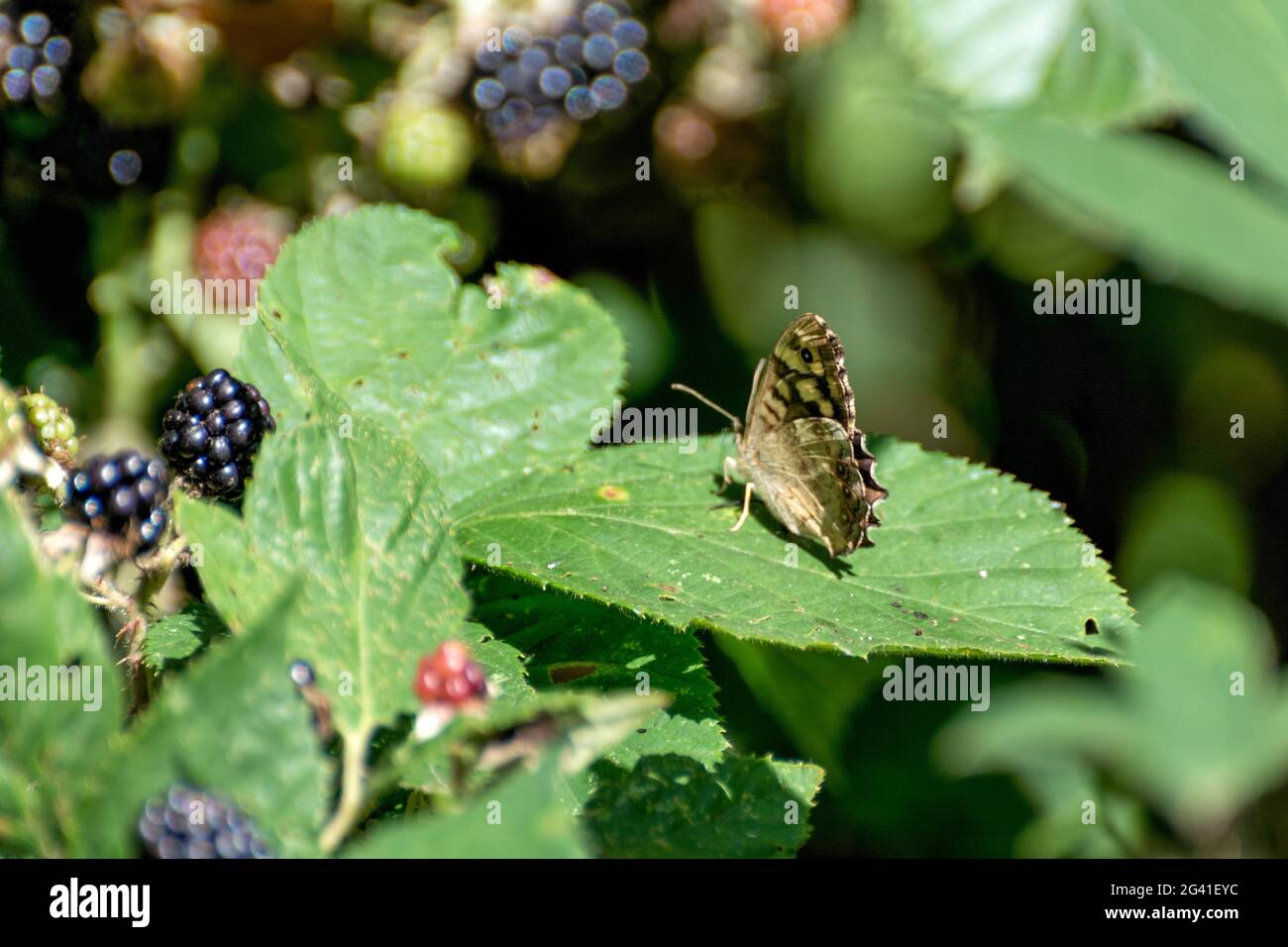 Hauhechelbläuling Schmetterling (Pararge depressa) Stockfoto