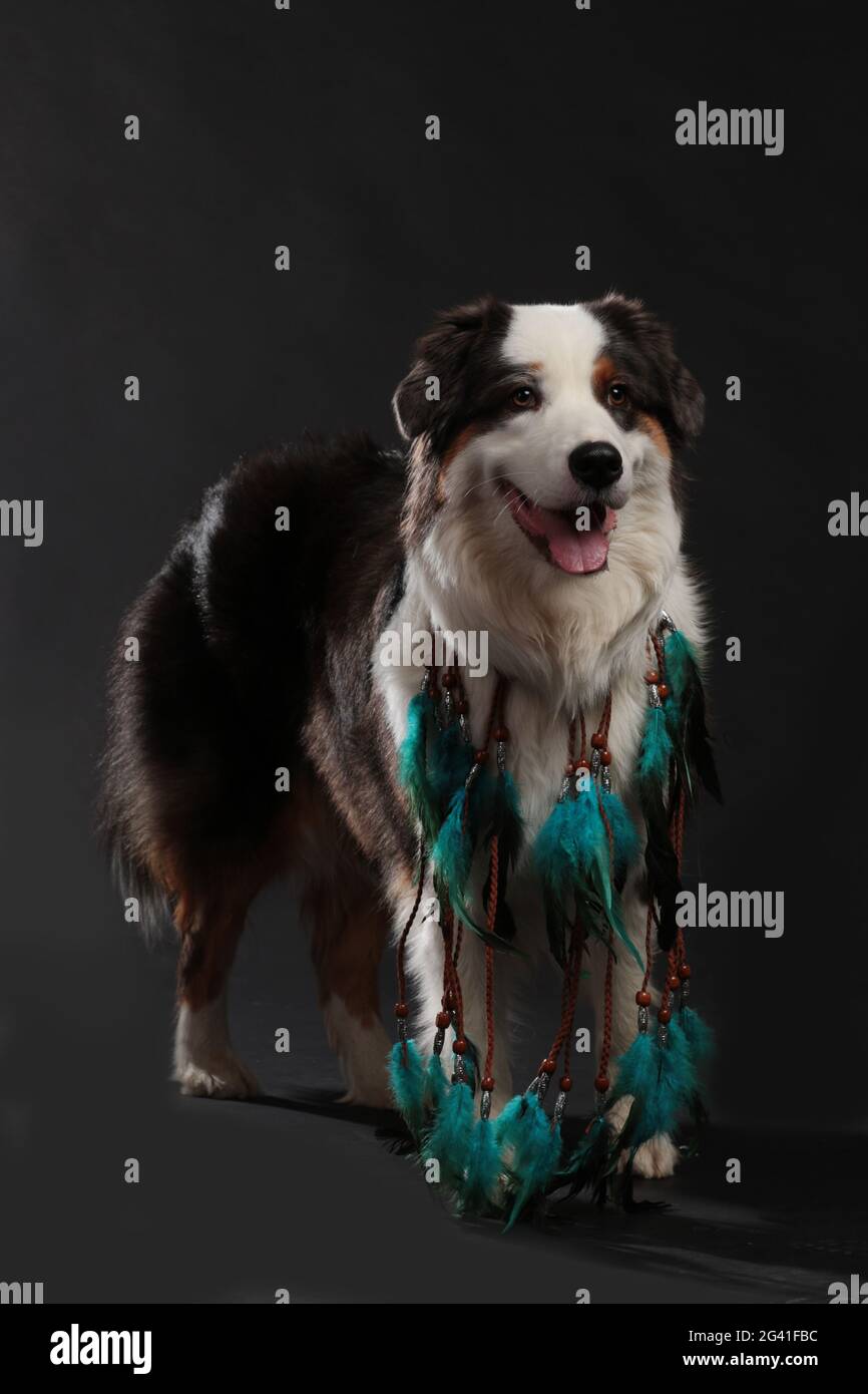 Hund mit indischer Federkette Stockfoto