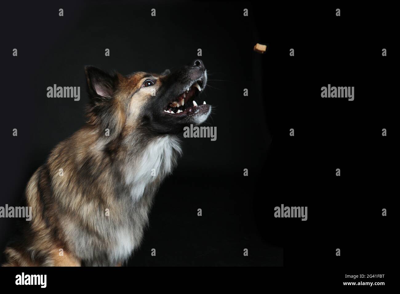 Wolfspitz schnappt für Leckereien Stockfoto