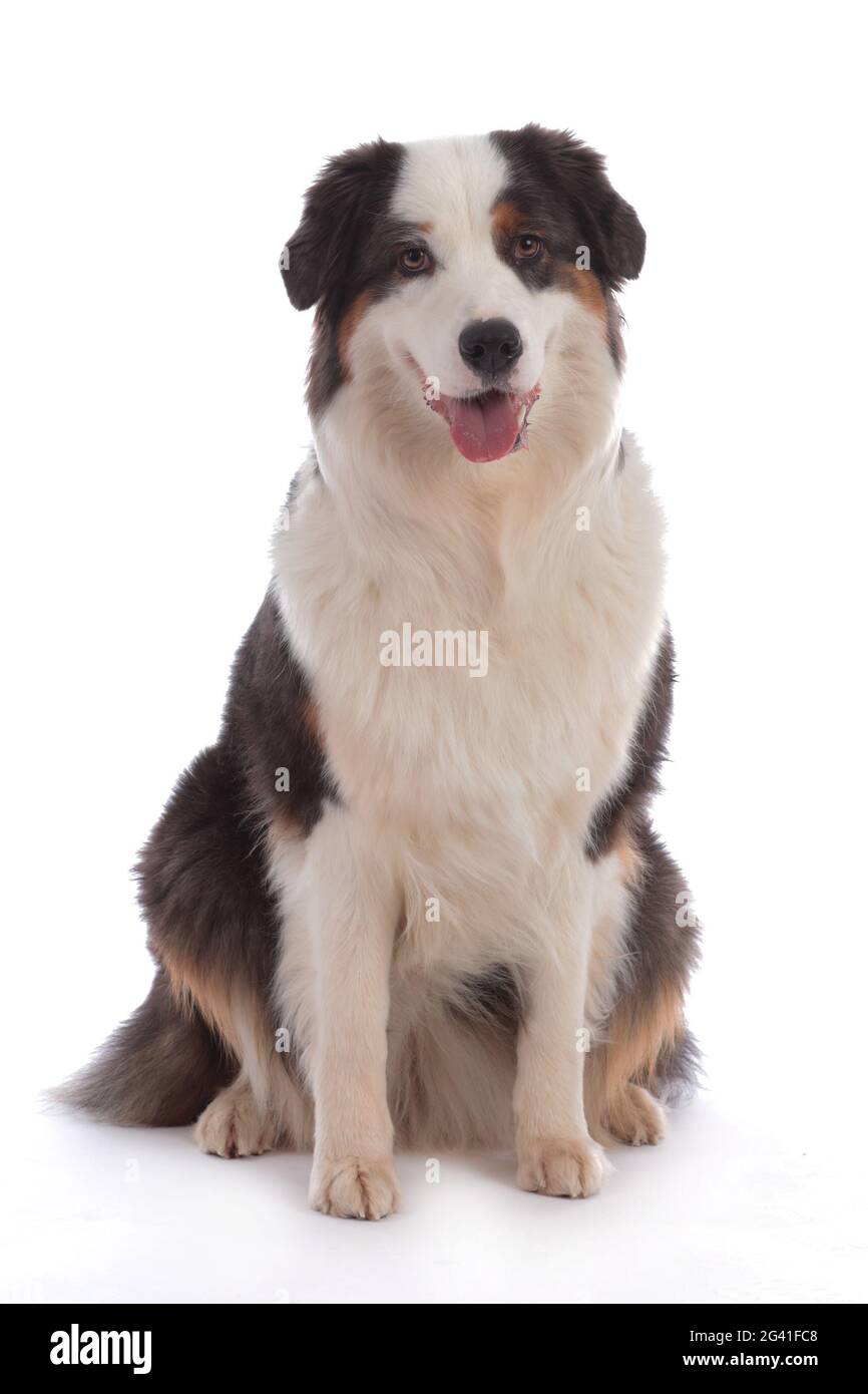 Niedlicher australischer Schäferhund sitzt auf Weiß Stockfoto