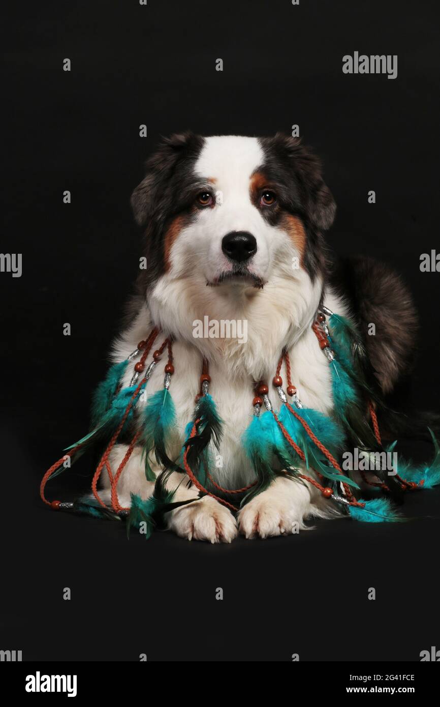 Hund mit indischer Federkette Stockfoto