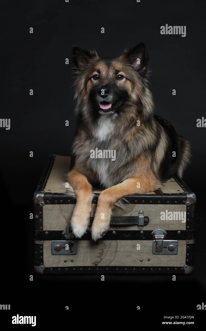 Wolfspitz liegt auf schwarzem Hintergrund auf dem Koffer Stockfoto